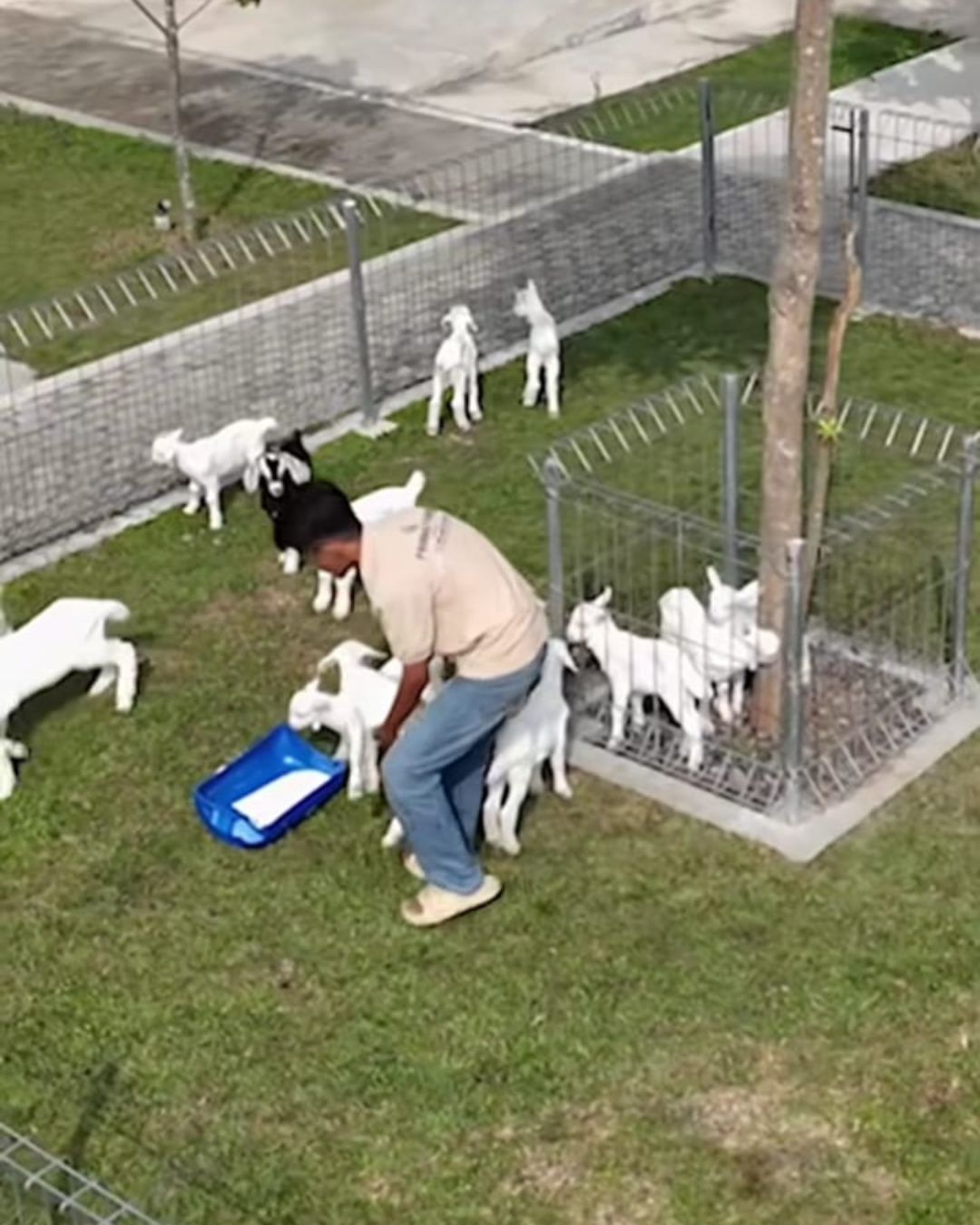 Dari 5 Ekor Menuju 200: Kisah Alumni UGM Bangun Prabu Farm, Peternakan Kambing Modern Tanpa Bau